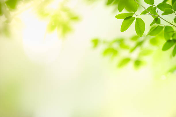 istock Beautiful nature view green leaf on blurred greenery background under sunlight with bokeh and copy space using as background natural plants landscape, ecology wallpaper concept. 1222626048