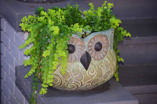 istock Potted garden plant 1222627248