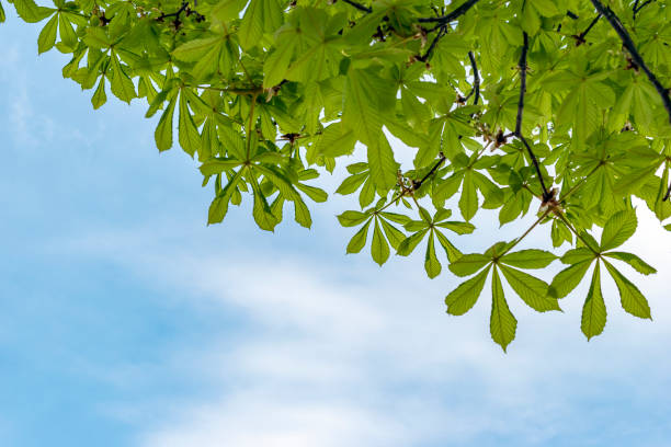 istock Chestnut tree leaves against blue bright sky. 1222627289