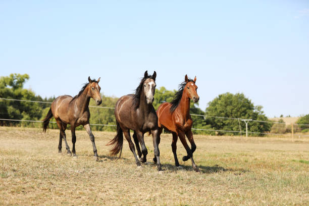 istock Three stallions breed for sport galloping on meadow on summer afternoon 1222627320
