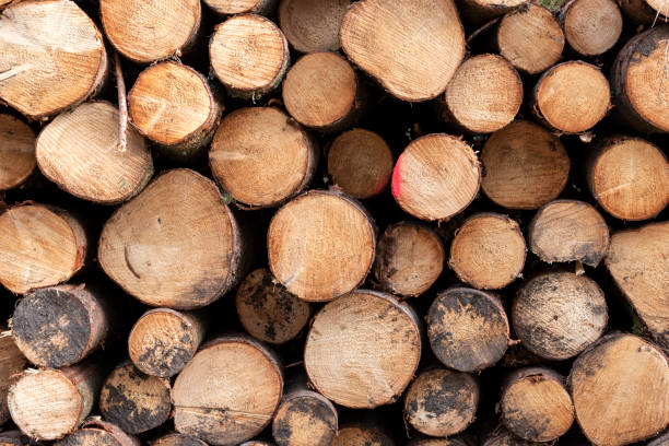 istock wall of raw stacked wood logs 1222627385