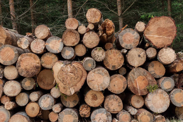 istock wall of raw stacked wood logs 1222627402