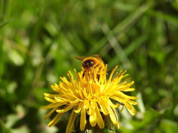 istock Bees on spring flowers close-up 1222627728
