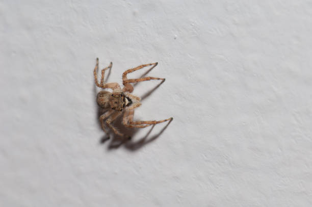 istock Adanson's house jumper Hasarius adansoni on a wall. 1222631492