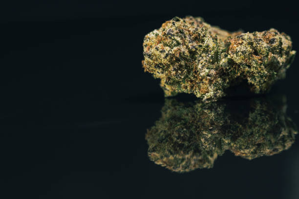 istock Indoor Cannabis Commercially Grown and Harvested 1222631504