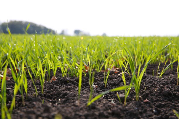istock sprouted wheat on the agriculture field 1222632038