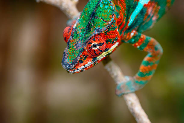 istock Panther Chameleon (Furcifer pardalis) in Madagascar 1222632694