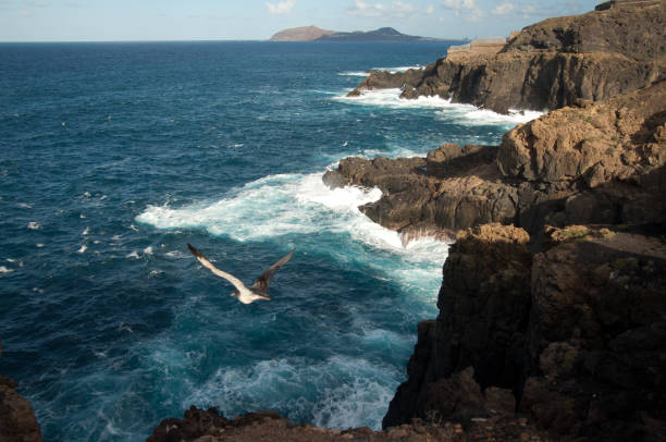 istock Juvenile Cory's shearwater, Calonectris borealis, taking flight. 1222632973