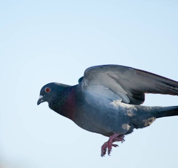 istock Domestic pigeon, Las Palmas de Gran Canaria. 1222633057