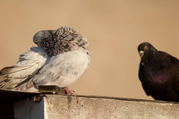 istock Domestic pigeons, Las Palmas de Gran Canaria. 1222633074