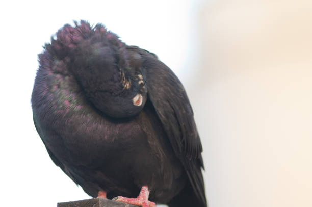 istock Domestic pigeon, Las Palmas de Gran Canaria. 1222633184