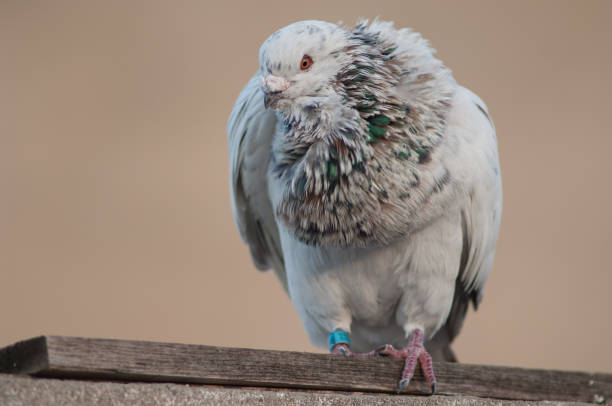 istock Domestic pigeon, Las Palmas de Gran Canaria. 1222633188