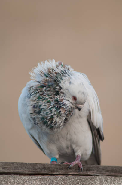 istock Domestic pigeon, Las Palmas de Gran Canaria. 1222633199