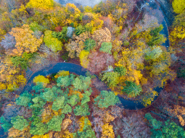 istock Road leading through a colorful forest 1222633265