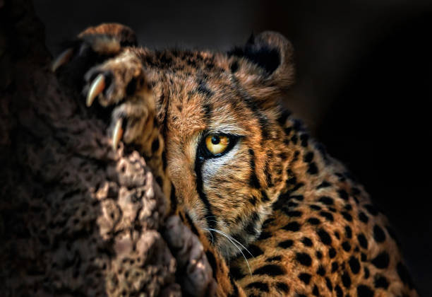 istock Close-up of a cheetah 1222633455