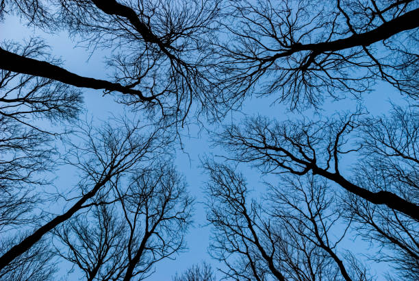 istock Leafless tree tops ending with naked branches view from bottom looking up upward at dark scene blue hour winter sky center overhead 1222633995