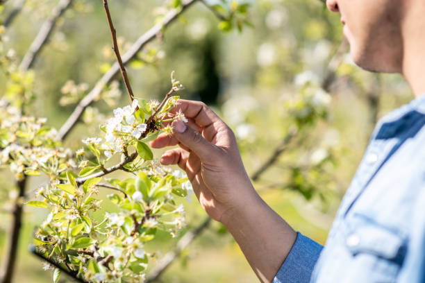 istock Person closely inspecting his tree branches to see the progress of their growth. 1222634561