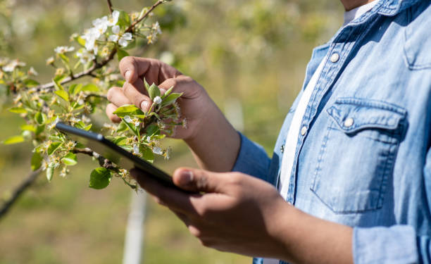 istock Person looking at his trees while holding his tablet. 1222634566
