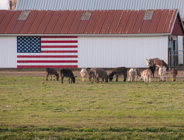 istock American flag painted on a barn 1222634713