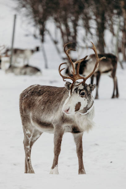 istock Reindeer in Lapland in winter 1222634730