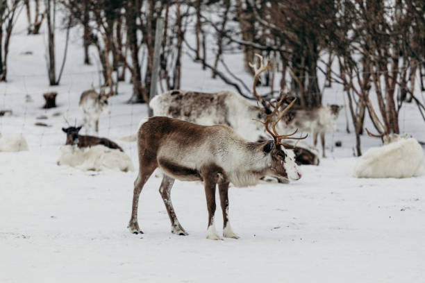 istock Reindeer in Lapland in winter 1222634751