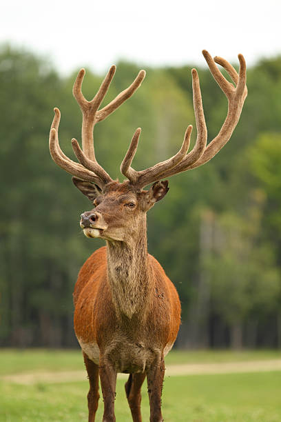 Deer – zdjęcie