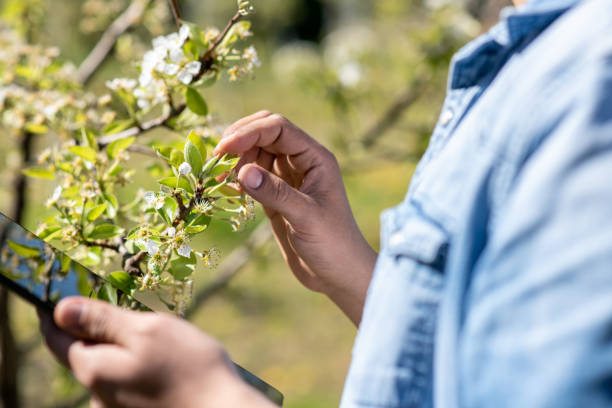 istock Person closely looking at his trees while holding his tablet. 1222635717