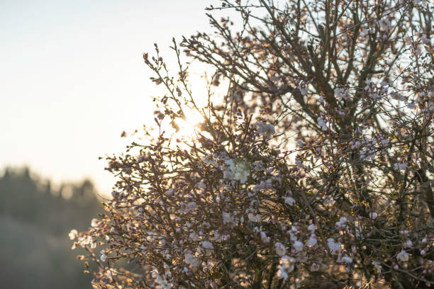 istock flowering shrub in back light at sunset 1222636404