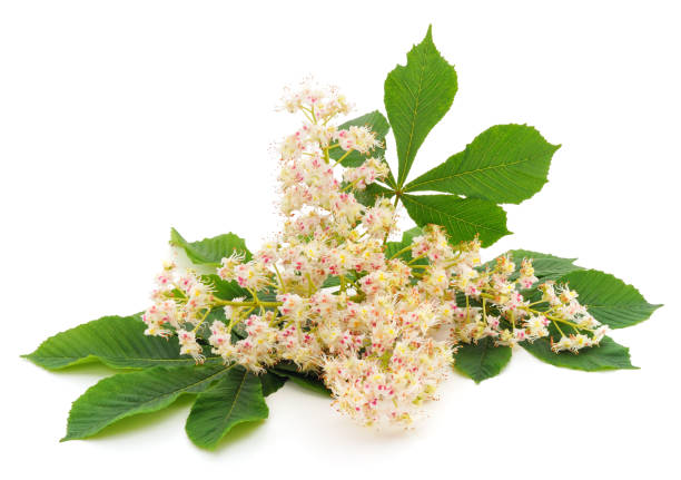 istock Chestnut flower with leaves. 1222639005