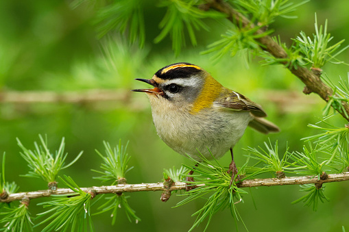Firecrest - Regulus ignicapilla small forest bird with the yellow crest singing in the dark forest, sitting on the larch branch, very small passerine bird in the kinglet family.