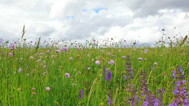 istock Grass meadow wildflowers blue sky 1222640990