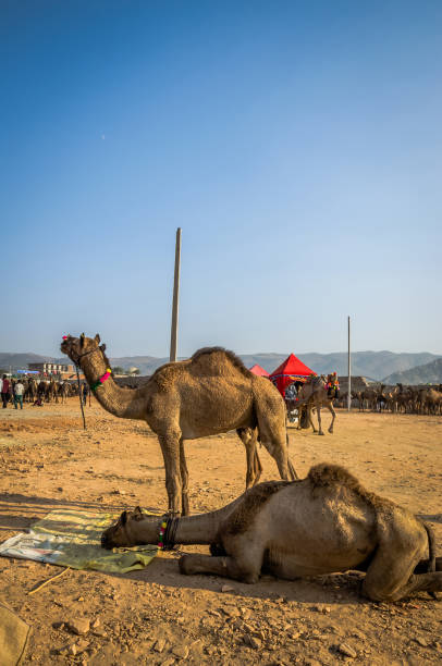 istock Camels at Pushkar Camel Fair (Pushkar Mela) in Pushkar, Rajasthan, India 1222642279