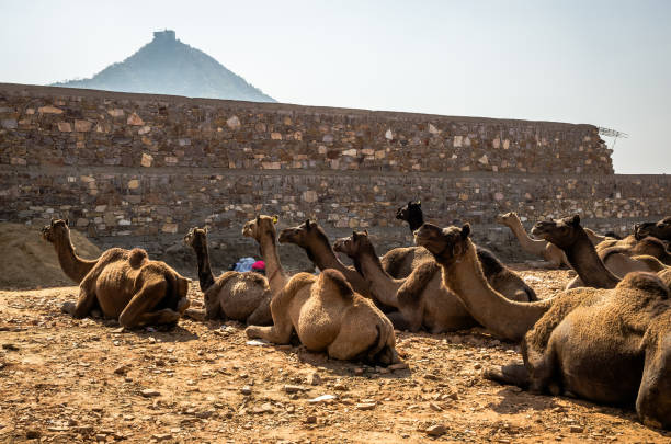 istock Camels at Pushkar Camel Fair (Pushkar Mela) in Pushkar, Rajasthan, India 1222642293