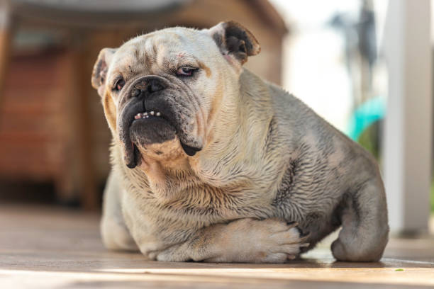 istock White English Bulldog after bath ... 1222642879