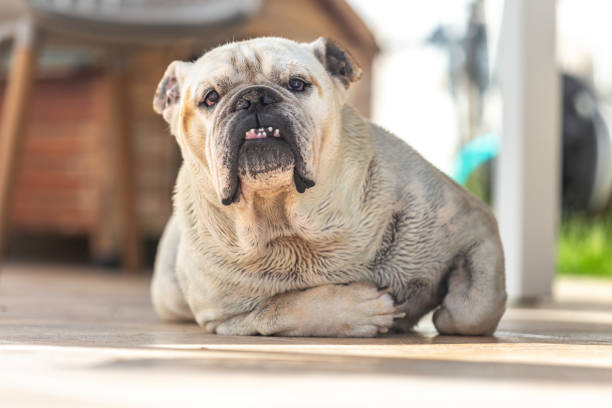 istock White English Bulldog after bath ... 1222642904