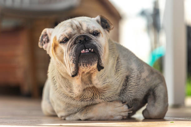 istock White English Bulldog after bath ... 1222642908