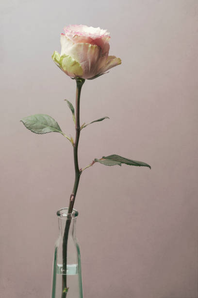 beautiful pink rose, single flower