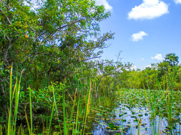 Landscape with Small Mangrove Trees