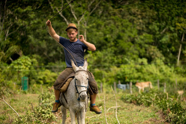 istock Young adult rides a mule through the jungle 1222647174