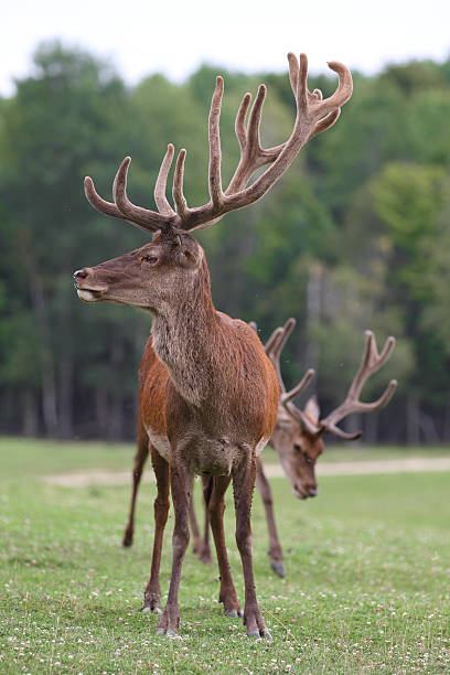 Deer – Foto