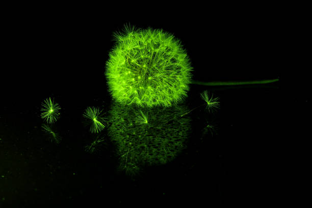 istock Blow a dandelion flower ball illuminated by green light 1222647416