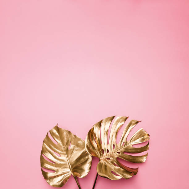 istock Gold painted tropical swiss cheese plant leaves simple creative composition on abstract pastel pink background 1222648380