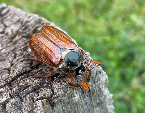 Springtime, June Beetle, cockchaffer,