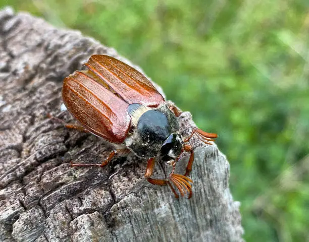 Photo of The fat cockchafer