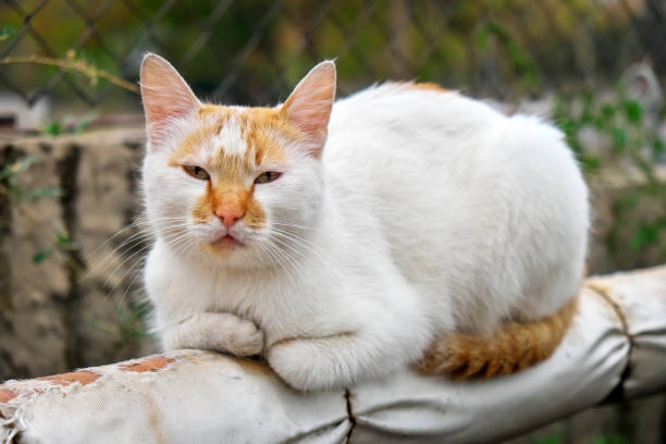 istock Homeless red-white cat basks on a pipe on the street 1222649370