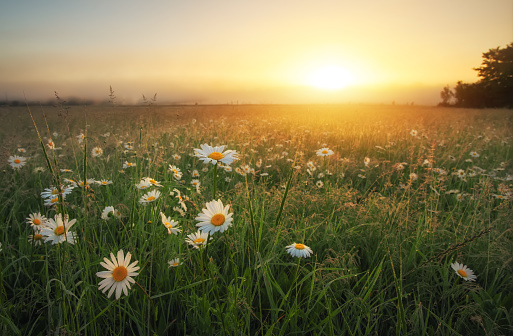 Daisies in the field at sunrise. Meadow with flowers and fog at sunset.