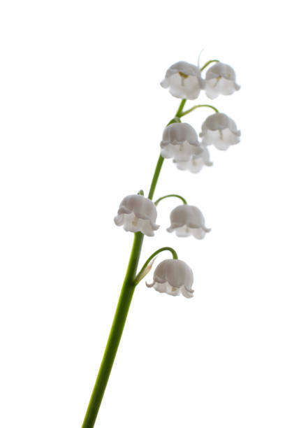 istock Lily-of-the-valley flower on white 1222650216