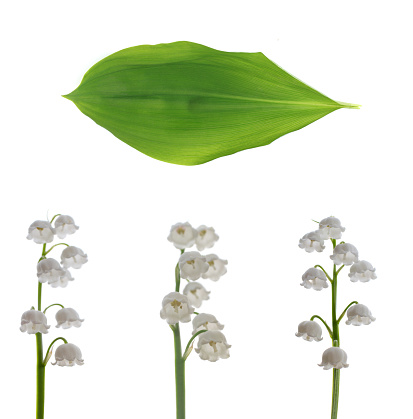 White flowers of lily of the valley. Convallaria majalis, isolated on white background. nature