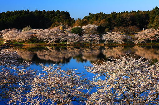 Blue sky and row of cherry trees