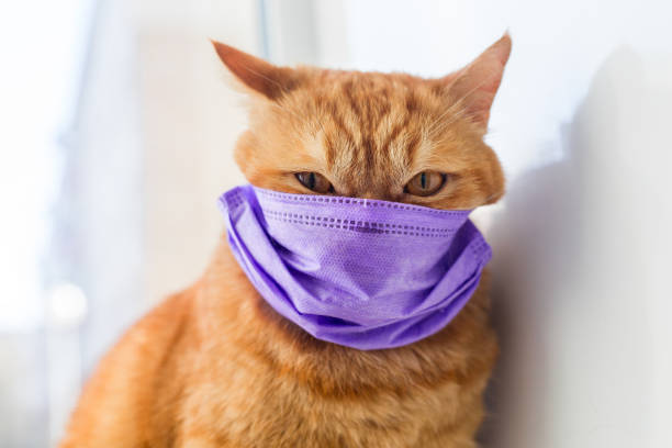istock Angry ginger cat in medical protective mask on a window. Protection against viruses and bacteria 1222650948